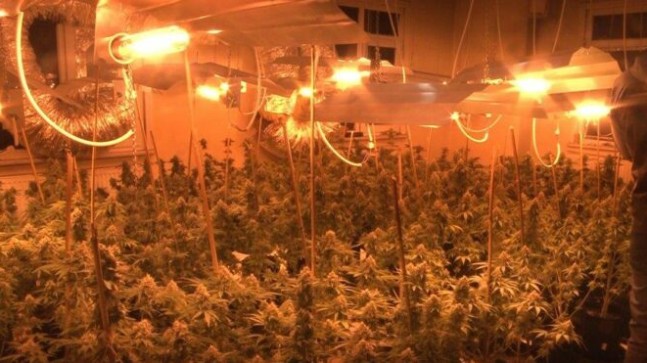 Çatı katında uyuşturucu serası